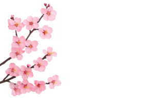 A Delicate pink cherry blossoms on branch against transparency background, showcasing beauty of springtime. flowers are in full bloom, with soft petals and vibrant colors png
