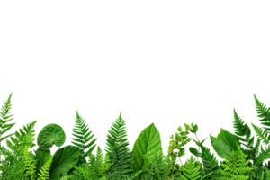 A lush border of various green leaves and ferns creates vibrant natural frame. diverse foliage includes different shapes and textures, adding fresh and lively feel to composition png