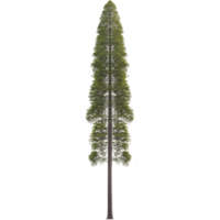 A tall, slender tree with narrow, conical shape and dense green foliage, standing isolated against transparency background, showcasing its majestic height and symmetry png