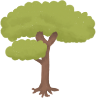 Cartoon style tree with brown trunk and light green leaves on transparent background. The canopy is full with small protrusions from the lower trunk. The roots are slightly visible at the base. png