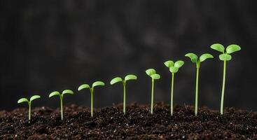 Sequence of green seedlings growing in dark soil, showing stages of growth and development from small to large plant. photo