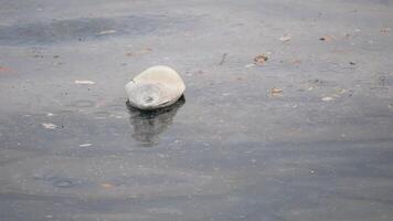 water pollution concept with plastic floating in a river video