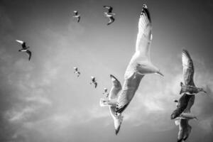 Graceful seagulls in black-and-white soaring through a dynamic sky, capturing freedom in flight. photo