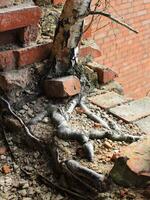 Birch tree roots spreading through broken bricks on a decaying urban structure photo
