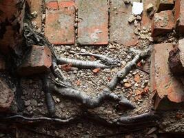 Birch roots breaking bricks beneath crumbled soil in a scene of erosion, decay, and natural persistence photo
