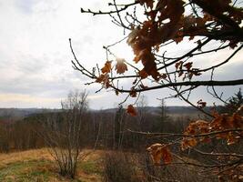 Bare oak tree branches with dried autumn leaves framing a distant valley and cloudy sky photo