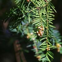 Yew - Taxus baccata - branch closeup showing needle-like leaves and clusters of pollen cones in spring light photo