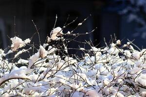 Frosty tree branches - icy twigs stand out against a darker background, highlighted by soft winter light photo