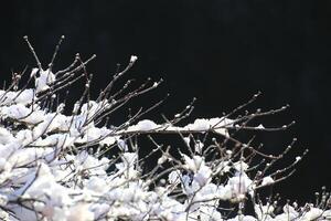 Snow-covered tree branches against a dark background with sunlight highlighting the frost photo