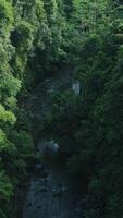 Jungle river flowing through dense forest in Bali video