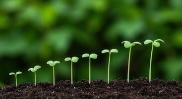 Sequence of small green seedlings growing in dark soil, showing stages of growth and development. photo