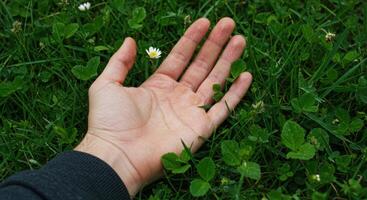 Close up of a mans hand resting on grass with clover and wildflowers. Palm is open toward the viewer, creating a sense of gentle connection with nature. photo