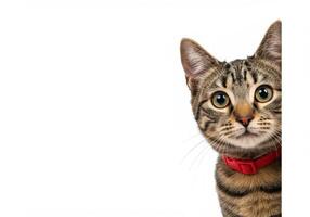 Tabby cat with a red collar peeks from the side on a white background. Pet portrait with copy space for commercial and advertising use. photo