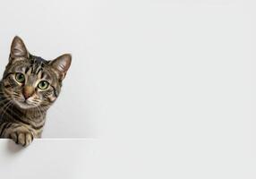 Tabby cat with green eyes peeks over a white ledge, looking directly at the camera in a studio shot. Ample white space for text or graphics. photo