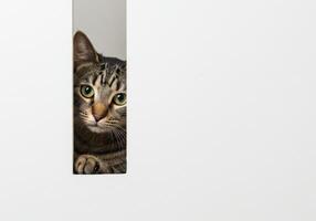 Curious tabby cat peeks out from behind a white wall, looking directly at the camera. The cat face and paws are visible in the narrow gap. photo