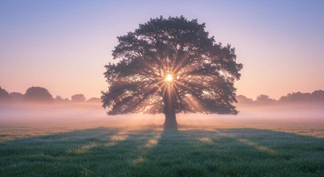 Sunburst through a tree at dawn on a misty meadow. Serene landscape with fog, sunlight, and shadows creating a tranquil and scenic view. photo