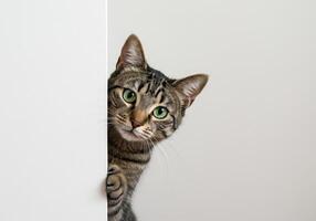 Tabby cat peeks out from behind a white wall, looking directly at the camera with green eyes. Studio shot of a curious domestic pet. photo
