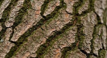Detailed close up of tree bark with rough texture, prominent ridges, and deep fissures, showing variations in earth tones and mossy green patches. photo