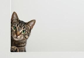 Brown tabby cat peeks around a white frame, showcasing its green eyes and curious expression against a clean, bright background with copy space. photo