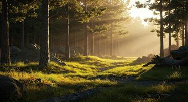Sunlight filtering through a serene forest with tall trees and lush green grass. Scenic landscape with natural light, rocks, and fallen logs adding depth to the scene. photo
