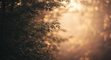 Sunlit forest scene featuring tree branches with leaves in foreground and blurred background with bokeh effect. Atmospheric nature shot with warm light. photo