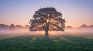 Tranquil morning scene featuring a solitary tree with sun rays piercing through its branches, set against a misty field and a pastel sky at sunrise. photo