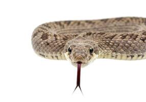 Gopher snake isolated on white. Close up of a non venomous snake with its tongue sticking out. Reptile with patterned skin. Wildlife and animal themes. photo