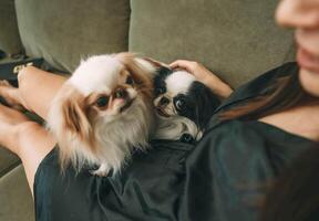 two japanese chin dogs cuddling closely on woman's lap in a black robe on green sofa, one dog gazing and looking at camera with tongue slightly out, pet care, animal lovers, lifestyle blogs photo