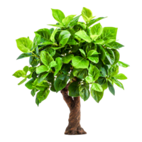 Lush Green Ficus Plant with Thick Trunk and Vibrant Leaves png