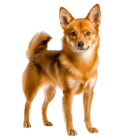 Charming and Playful Dog with Beautiful Red Coat Posing Against png