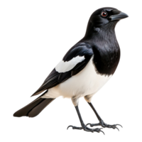 Elegant Black and White Bird Standing with Sharp Features and Captivating Eye png