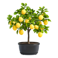 Vibrant Lemon Tree with Bright Yellow Lemons in a Modern Black Pot png