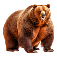 Powerful Brown Bear Standing Proudly in Natural Habitat Displaying Strength and Majesty png