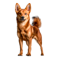 Charming and Playful Dog with Beautiful Coat Posing in Natural Environment png