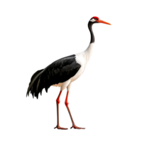 Elegantly Standing Crane Bird with Striking Red and Black Feathers in Profile View png