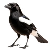 Detailed closeup of a Black and White Bird in Natural Setting with Sharp Features png