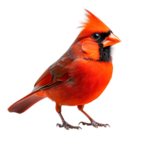 Vibrant Cardinal Bird Perched Gracefully with Colorful Feathers and Expressive Eyes png