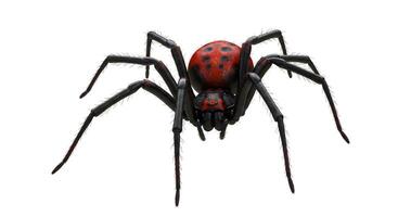 Detailed Isolated Render of a Red-Backed Spider on a Clean White Backdrop photo