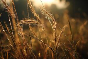 Golden morning light illuminates tall grass stems adorned with shimmering dew droplets, creating a serene and warm atmosphere. The focus is soft, enhancing a dreamy feel photo