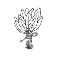 A bundle of freshly harvested sage leaves tied with twine vector