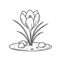 A saffron crocus growing on dry rocky soil in a quiet field vector