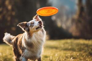 Energetic dog with alert expression leaps to catch an orange frisbee in mid-air, surrounded by a lush outdoor setting under soft, natural lighting, conveying motion and excitement photo