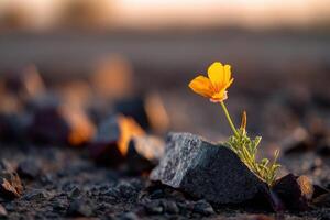 un vibrante Amarillo naranja flor con verde hojas crece Entre áspero gris piedras en un rocoso superficie. el suave, borroso antecedentes crea un calentar y sereno atmósfera foto