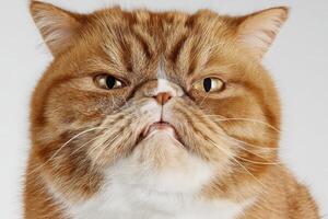 Brown and white cat with a flat face and intense expression, wrinkles on the forehead, small ears, and short fur. The cat appears focused and slightly grumpy, with a prominent nose photo