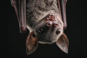 An upside-down bat with large ears and a textured gray-brown fur is hanging, mouth open, and showing small teeth. Its wings are partially visible against a smooth, dark backdrop photo
