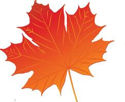 Single maple leaf with intricate details on white background, texture, leaf detail vector