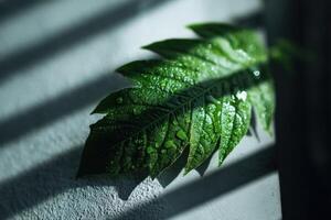 Dew-covered green leaf with visible veins is lit dramatically on a flat surface, casting a shadow with light streaming through blinds. The droplets add texture and a sense of freshness photo