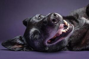A black dog lies on its side with an open mouth, showing teeth and a joyful expression. The fur shows hints of gray, suggesting age. Ears are perked and eyes are expressive, adding charm photo