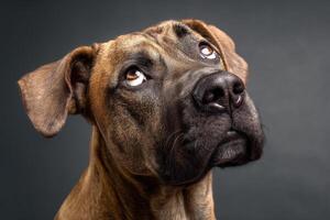 Brown dog gazing upward, showing a curious expression. The dog's glossy eyes and short fur are illuminated, highlighting the texture and warmth of its coat. Light grey background photo