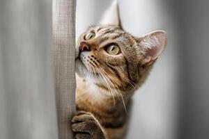 A curious tabby cat peeks around a curtain with wide, inquisitive eyes. Its fur is a blend of gray and brown stripes. The cat's paws gently grip the fabric as it looks intently photo